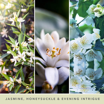 Midnight Jasmine Signature Large Jar