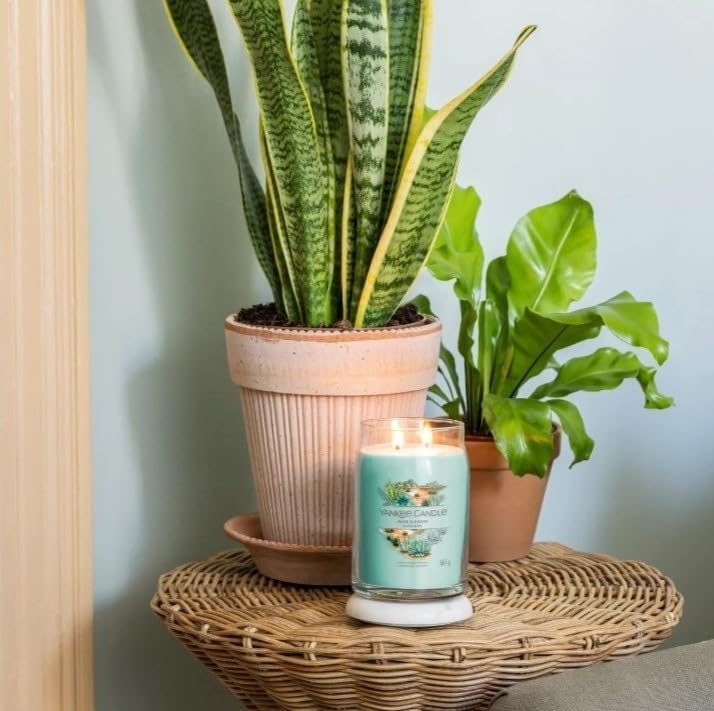 Aloe & Agave Signature Large Jar