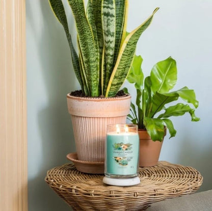 Aloe & Agave Signature Large Jar